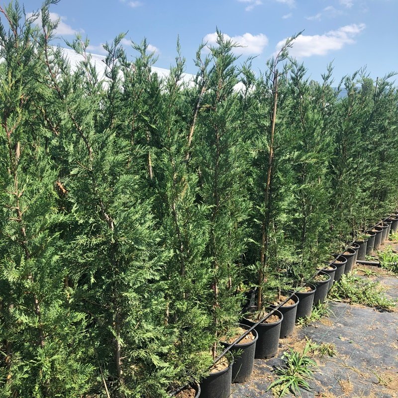 Sorgun Fidan Çeşitleri